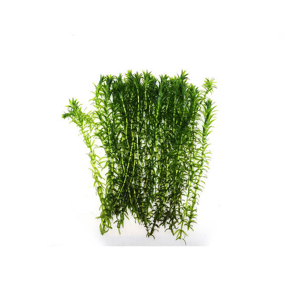 Planta Aquática para Aquário