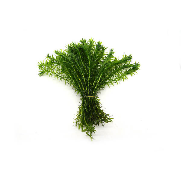 Planta Aquática para Aquário