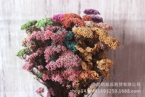 Flores da vida eterna, flores da vida eterna