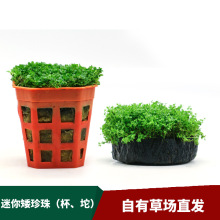 Planta Aquática para Aquário