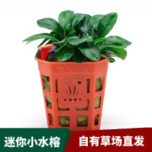 Planta Aquática para Aquário