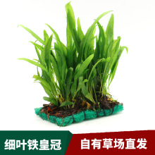 Planta Aquática para Aquário