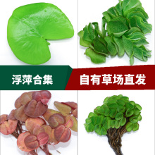 Planta Aquática para Aquário