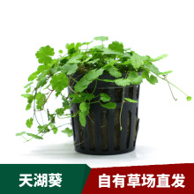 Planta Aquática para Aquário