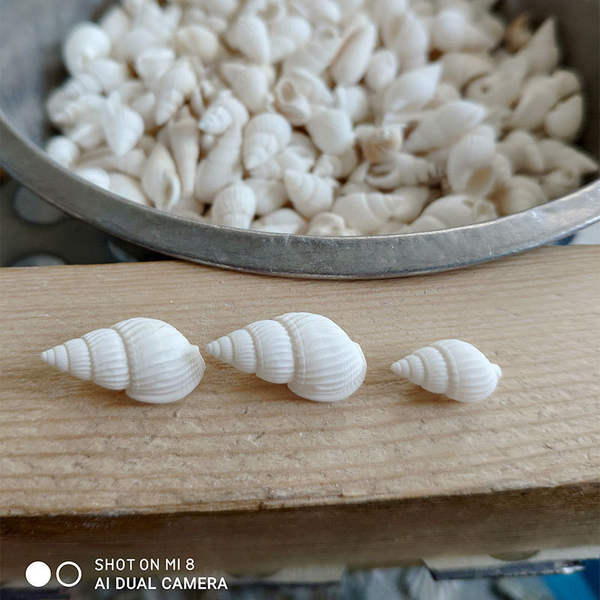 Concha de Escultura para Aquário