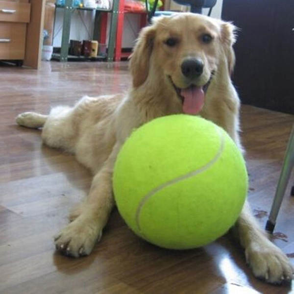 Grande assinatura Ténis 24cm Ténis de ar Atividades Presentes Brinquedos de animais de estimação 9,5 polegadas Bola de animais de estimação Mordendo brinquedos