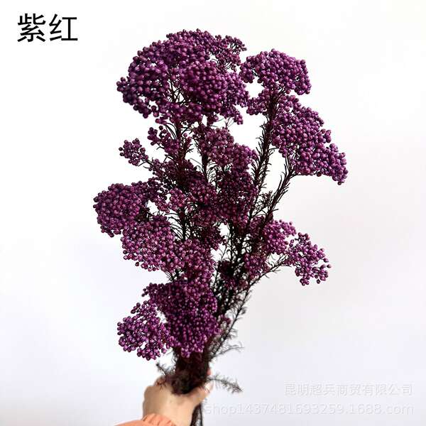 Flores da vida eterna, flores da vida eterna