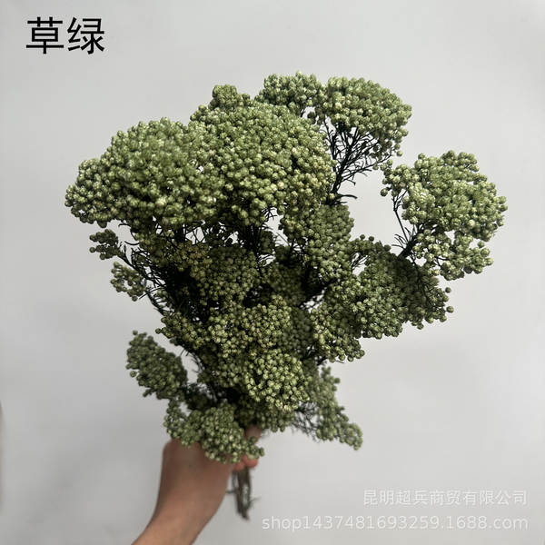 Flores da vida eterna, flores da vida eterna