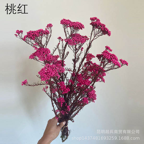 Flores da vida eterna, flores da vida eterna