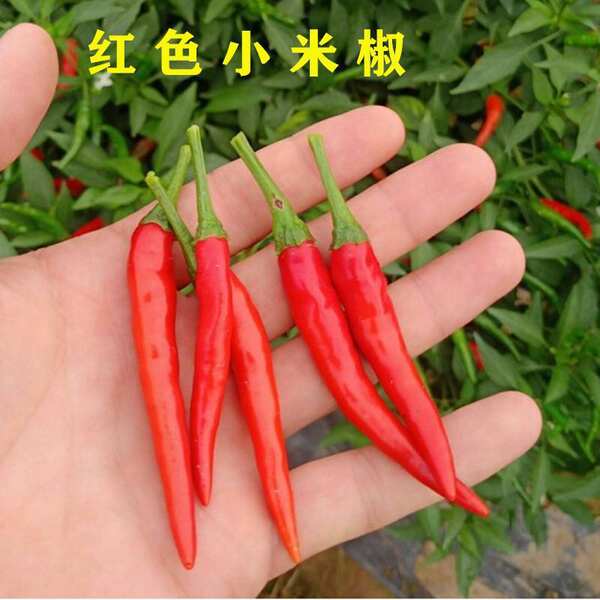 Sementes de Pimenta Miúda