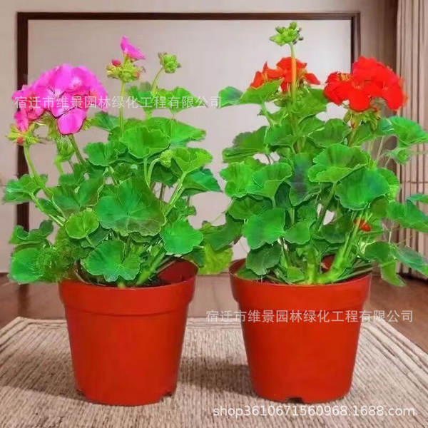 Hibisco em Vasos de Floração Contínua
