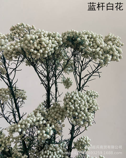 Flores da vida eterna, flores da vida eterna