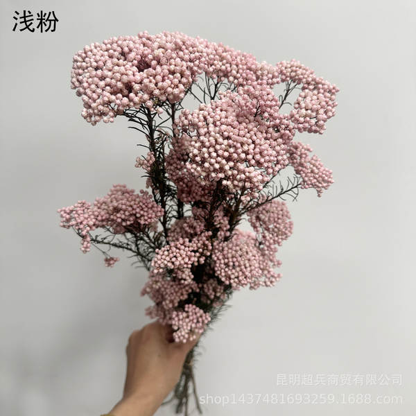 Flores da vida eterna, flores da vida eterna
