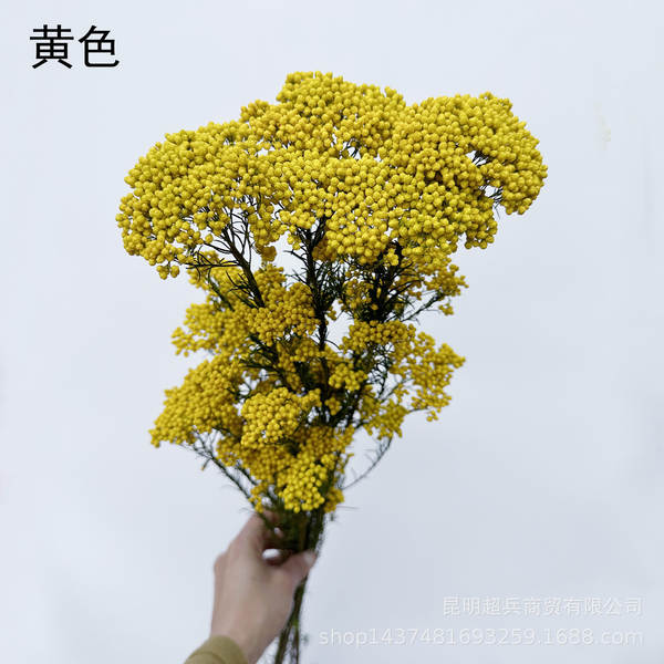 Flores da vida eterna, flores da vida eterna