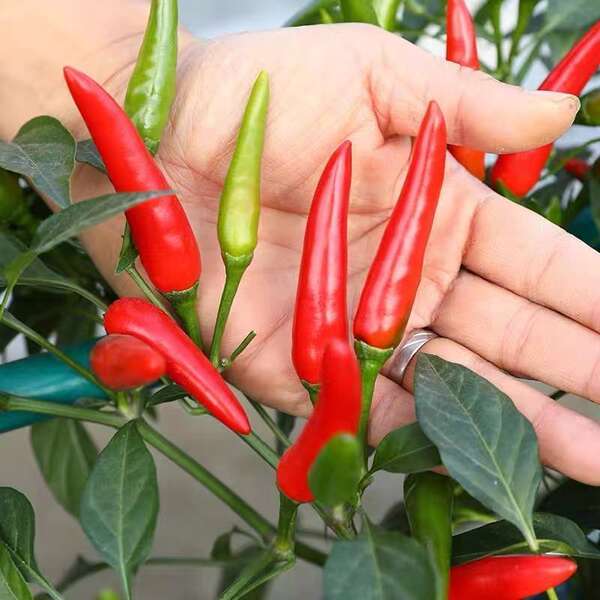 Sementes de Pimenta Miúda