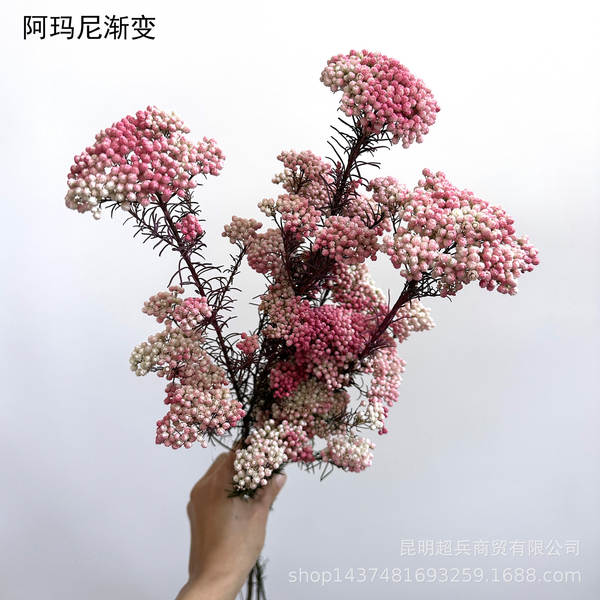 Flores da vida eterna, flores da vida eterna