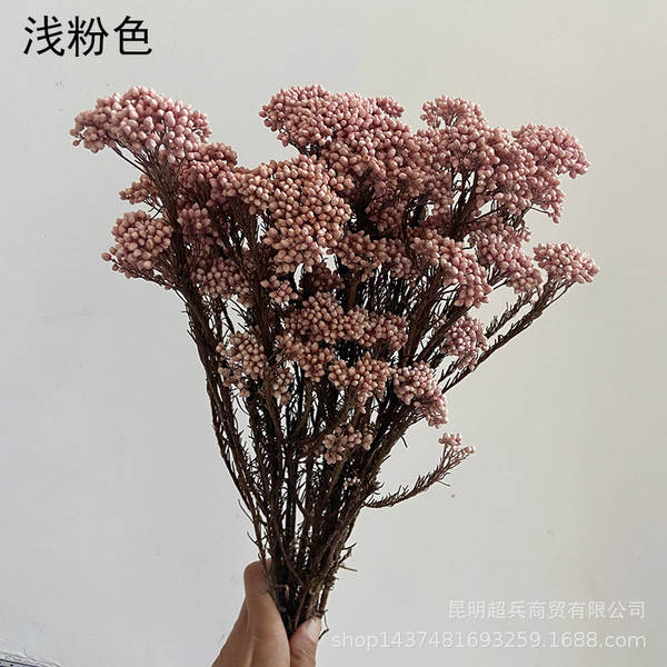 Flores da vida eterna, flores da vida eterna