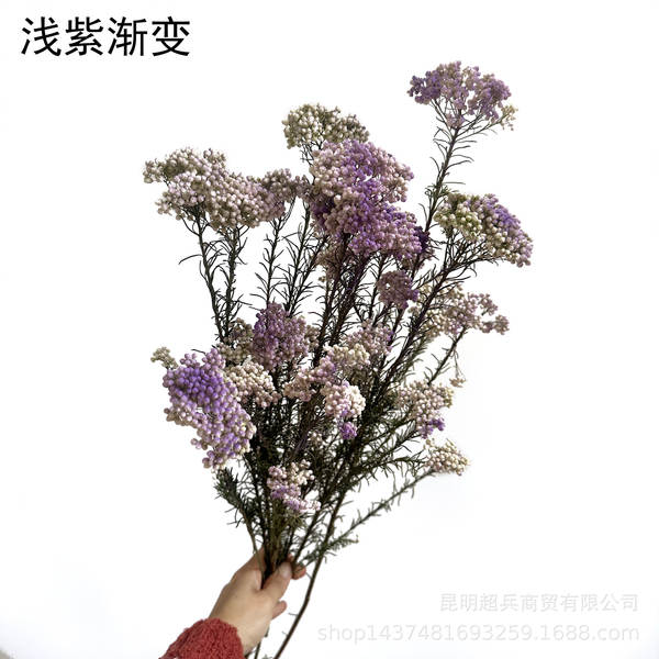 Flores da vida eterna, flores da vida eterna