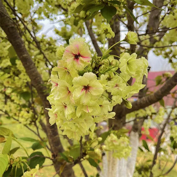 Muda de Cerejeira Flor de Cerejeira