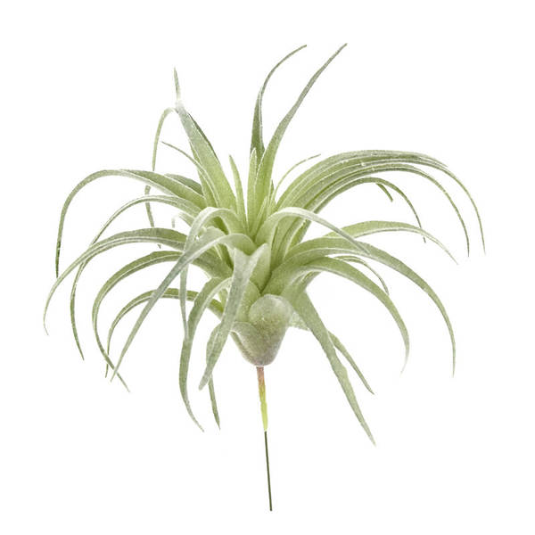 A árvore do gato simulação de plantas 15cm ar Phoenix plantação de pelúcia multi-carne mini-ar plantação de parede verde decoração de erva artificial