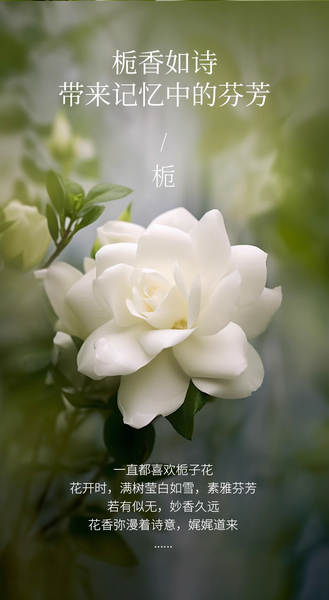 Pequena Cidade Miss Ichan perfume puro rosas rosas chá verde cerejeiras flores de cerejeira durável perfume transfronteiriço perfume atacado