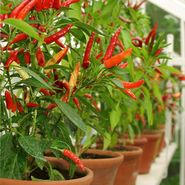 Sementes de Pimenta Miúda