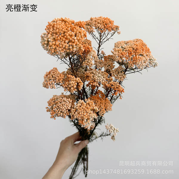 Flores da vida eterna, flores da vida eterna