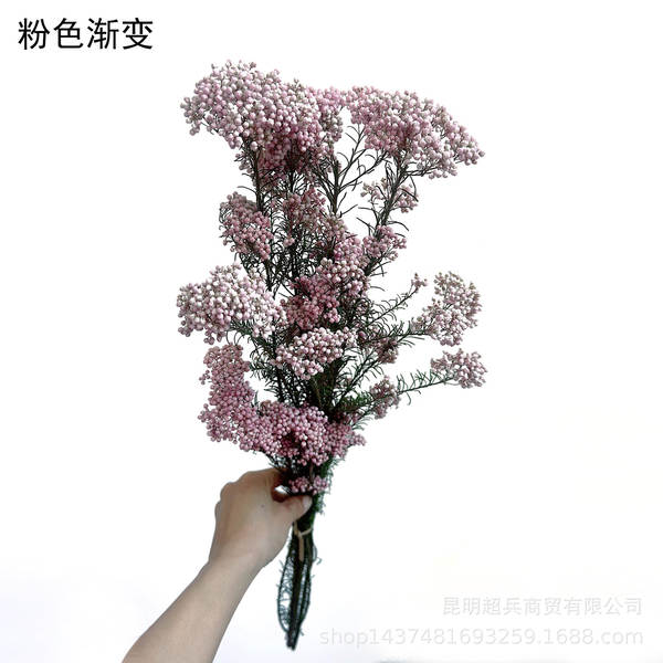 Flores da vida eterna, flores da vida eterna