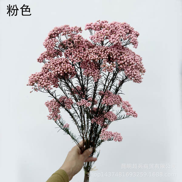 Flores da vida eterna, flores da vida eterna