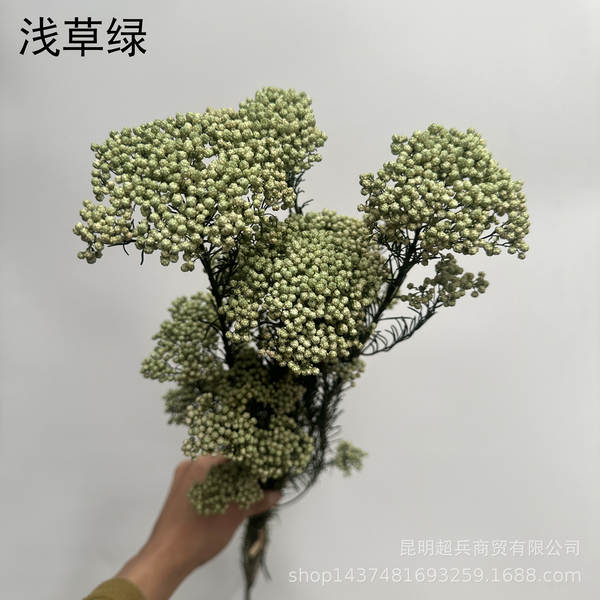 Flores da vida eterna, flores da vida eterna