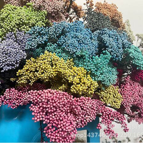 Flores da vida eterna, flores da vida eterna