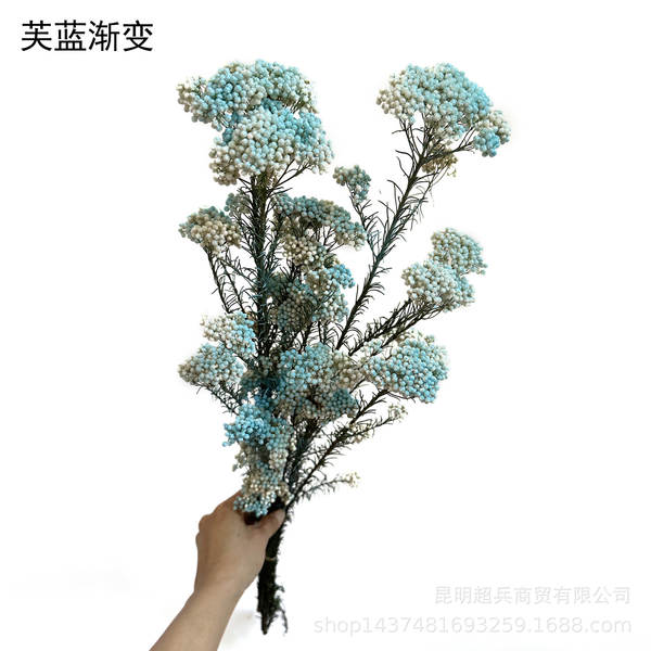 Flores da vida eterna, flores da vida eterna