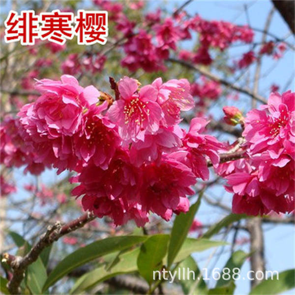 Muda de Cerejeira Flor de Cerejeira