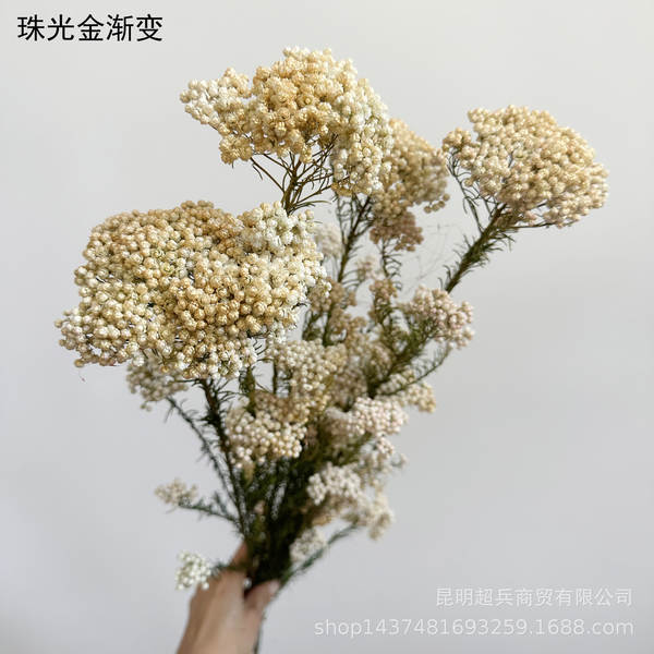Flores da vida eterna, flores da vida eterna