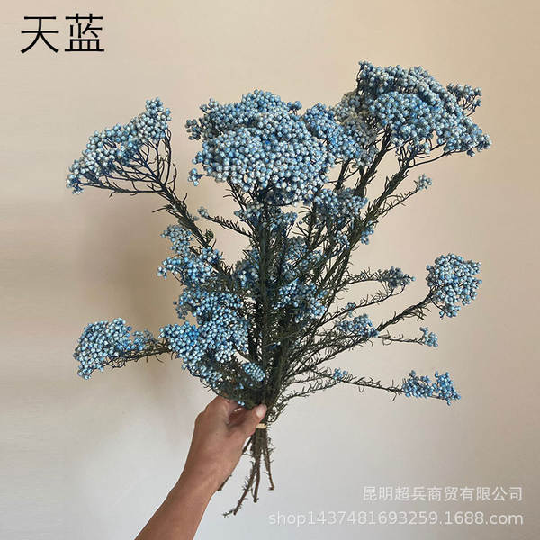 Flores da vida eterna, flores da vida eterna