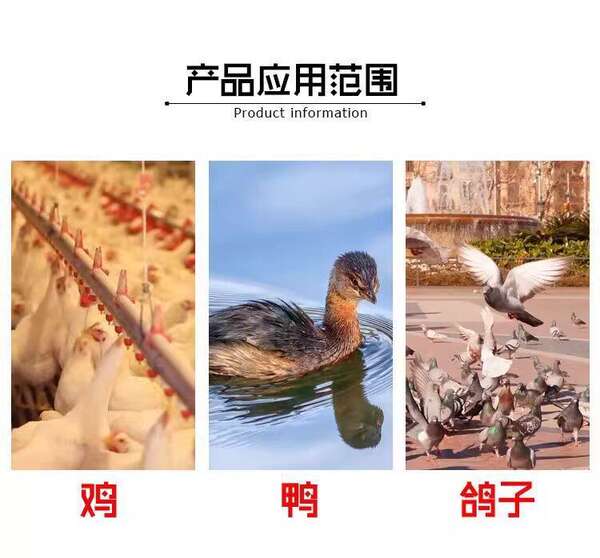 Bebedouro Automático para Aves