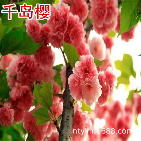 Muda de Cerejeira Flor de Cerejeira