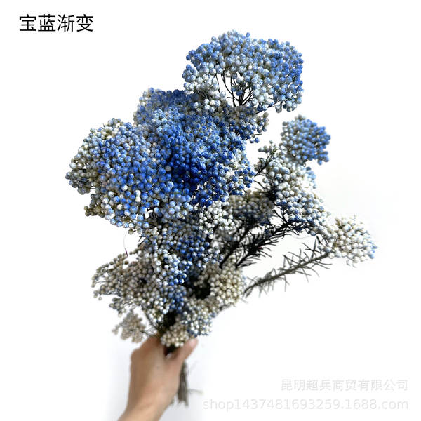 Flores da vida eterna, flores da vida eterna