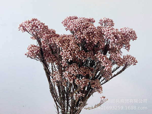 Flores da vida eterna, flores da vida eterna