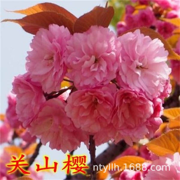 Muda de Cerejeira Flor de Cerejeira