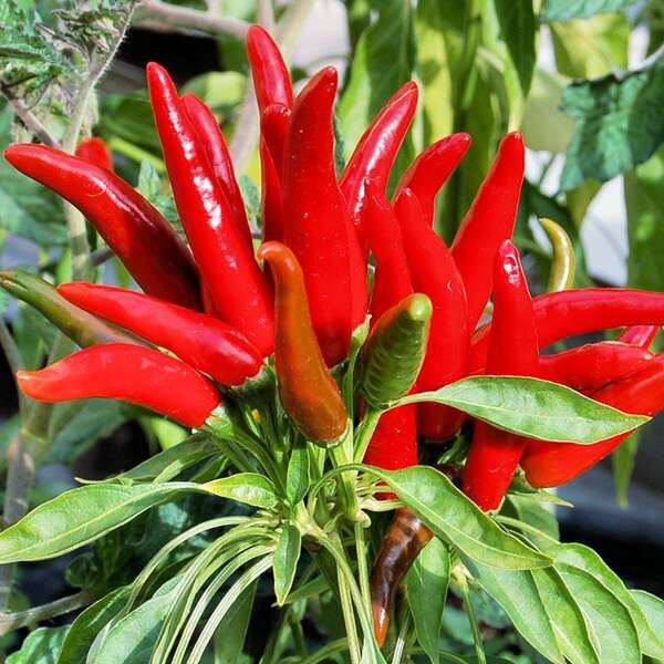 Sementes de Pimenta Miúda
