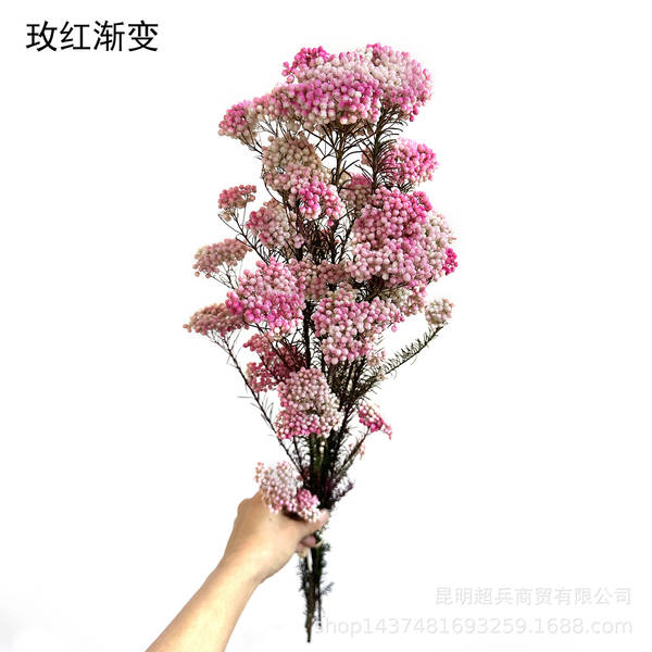 Flores da vida eterna, flores da vida eterna