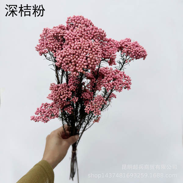 Flores da vida eterna, flores da vida eterna