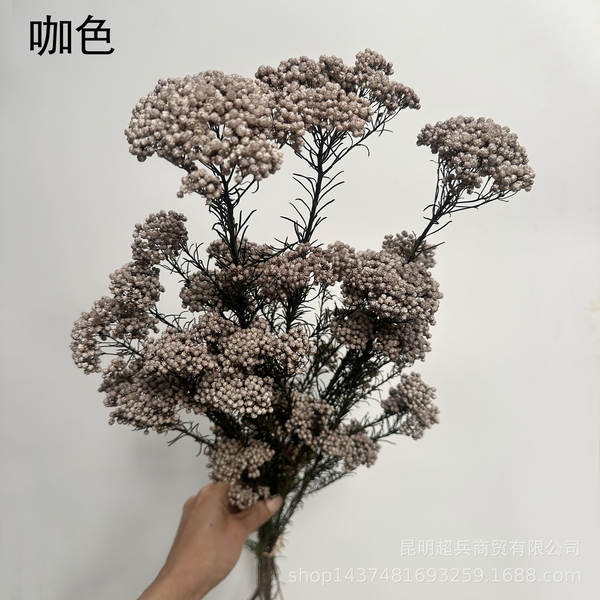 Flores da vida eterna, flores da vida eterna