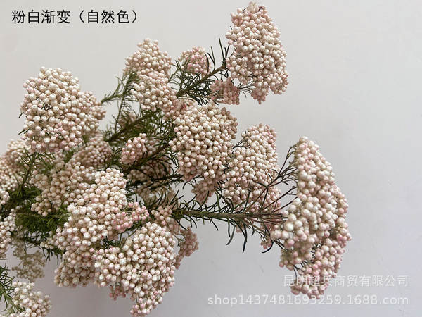 Flores da vida eterna, flores da vida eterna