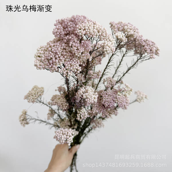 Flores da vida eterna, flores da vida eterna
