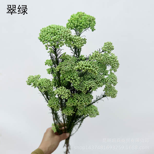 Flores da vida eterna, flores da vida eterna
