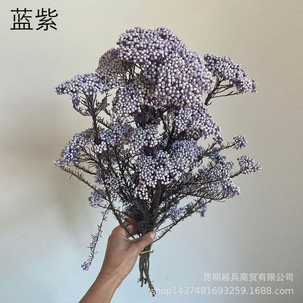 Flores da vida eterna, flores da vida eterna