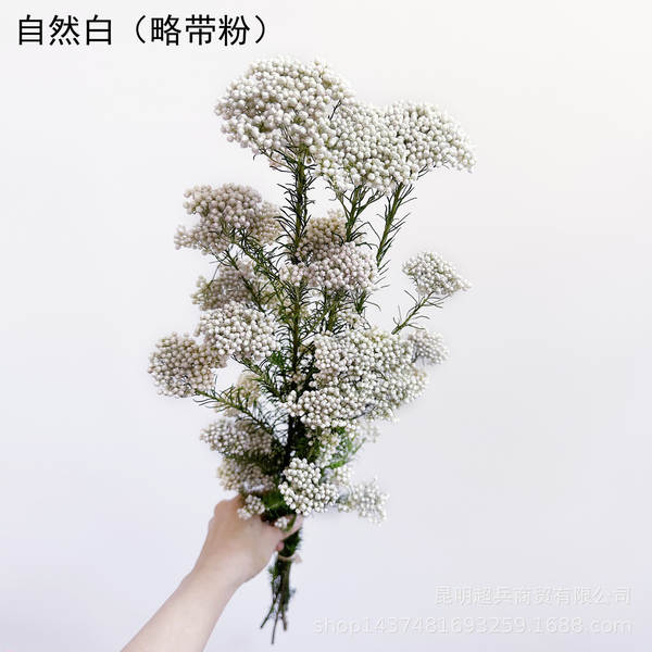 Flores da vida eterna, flores da vida eterna