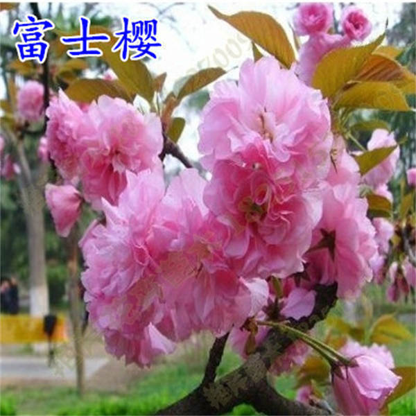 Muda de Cerejeira Flor de Cerejeira